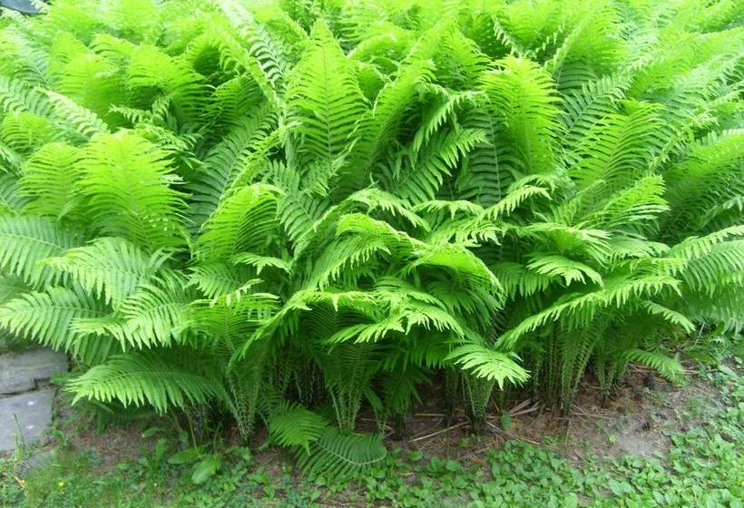 ホテル Li Mäntylinna