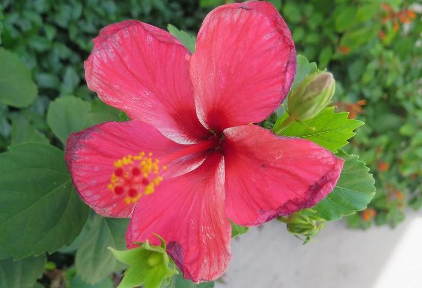 צימר Butiama Bustani