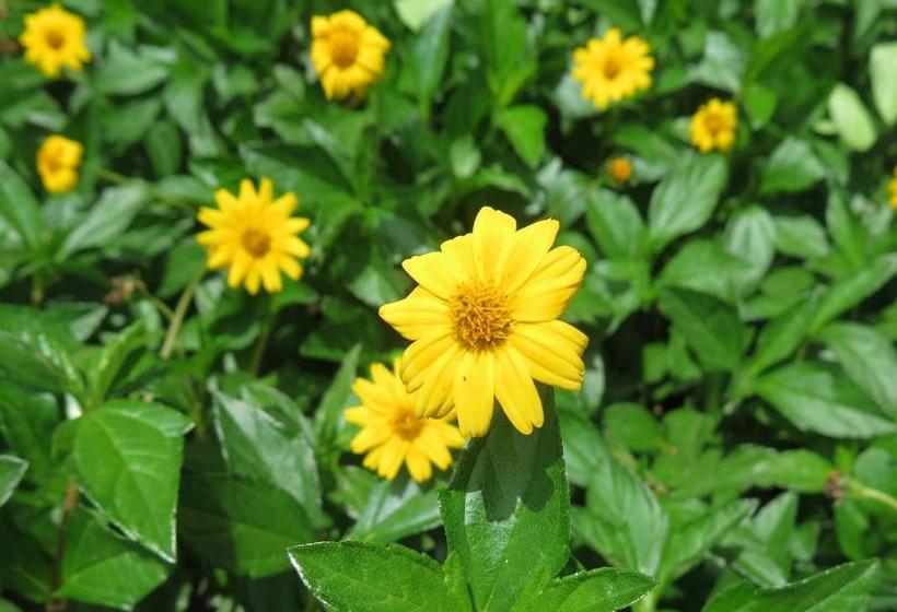 צימר Butiama Bustani