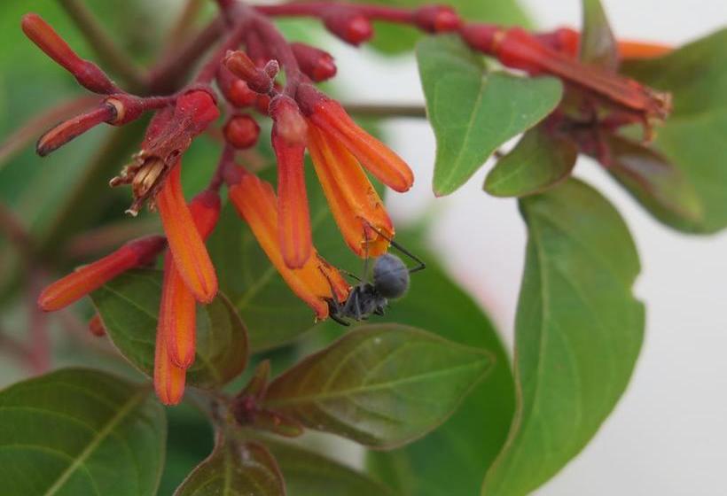 צימר Butiama Bustani