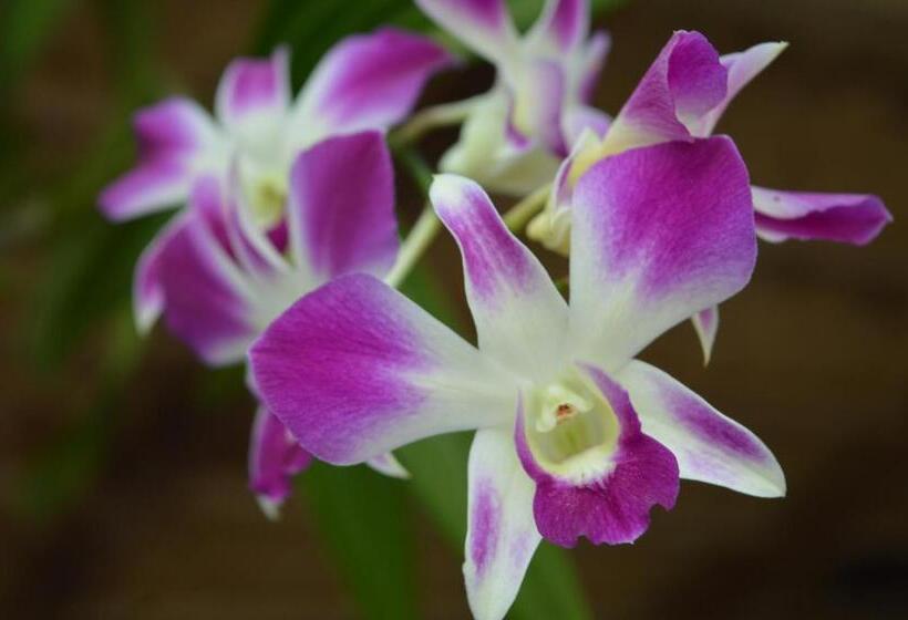 Palm Beach Bungalow Resort