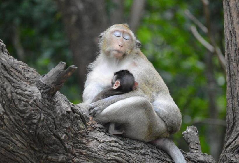 Palm Beach Bungalow Resort