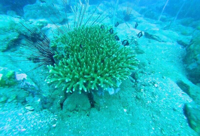 Palm Beach Bungalow Resort