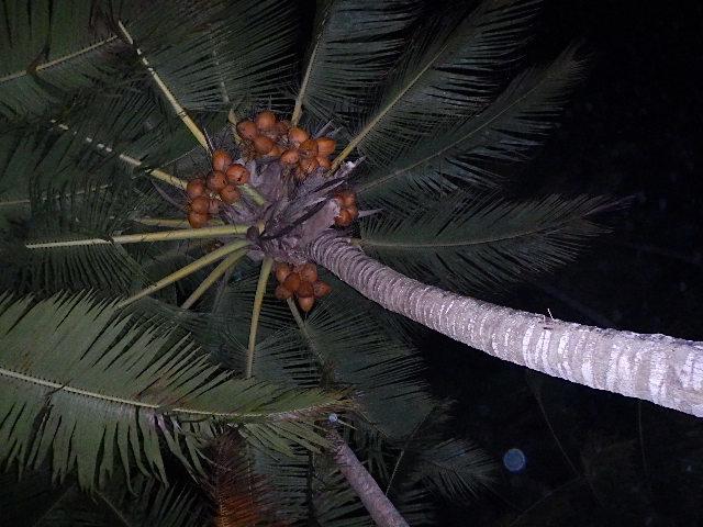 Reef Motel - Aitutaki