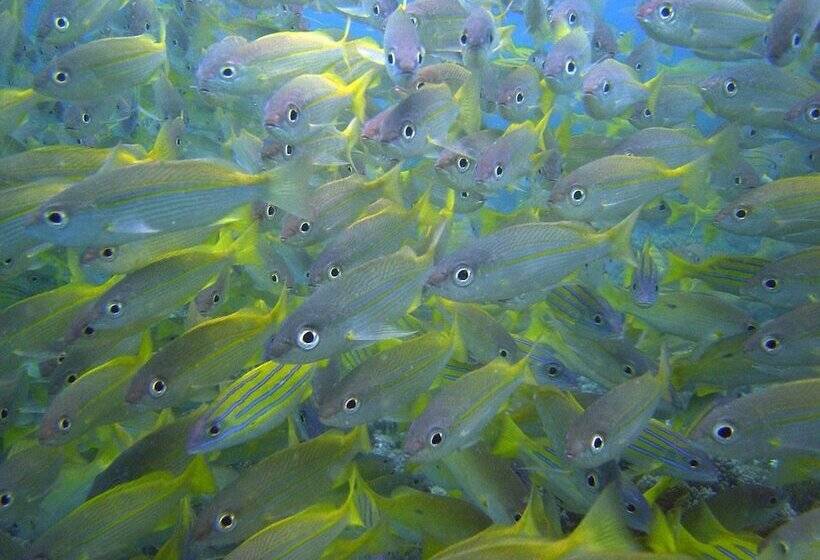 אתר נופש Zawadi Hotel, Zanzibar