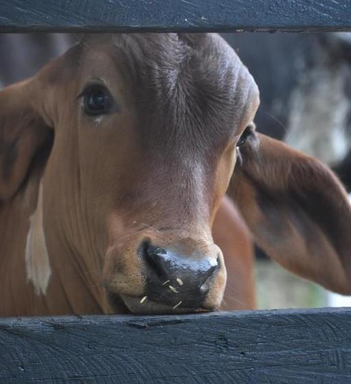 Kynzha   Cañon Del Combeima