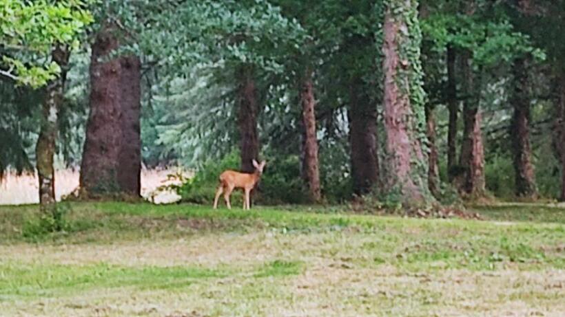住宿加早餐 Le Bois Des Fées De Chazelles