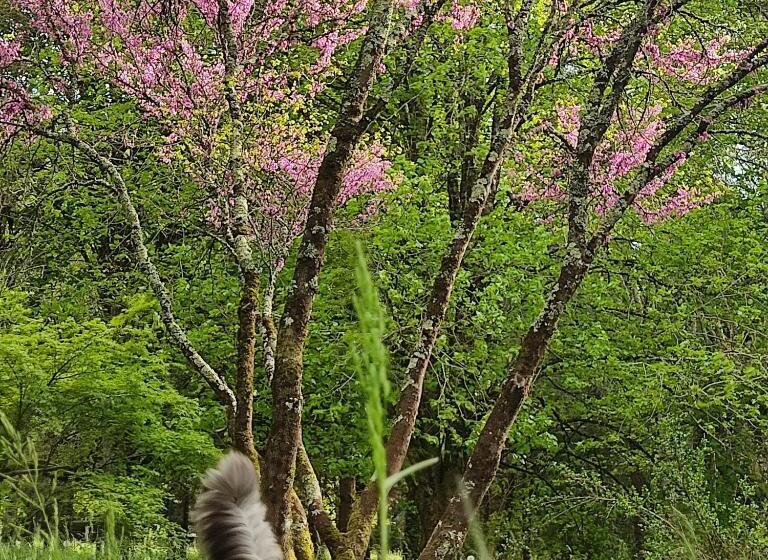 住宿加早餐 Le Bois Des Fées De Chazelles