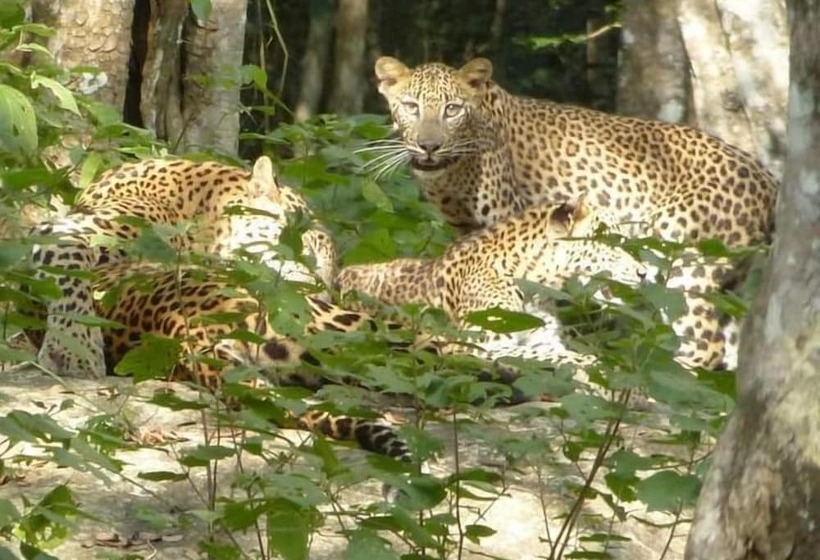 호텔 Elephant Stay