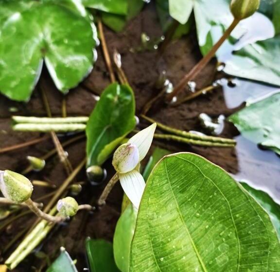 פנסיון Ambara Guest House