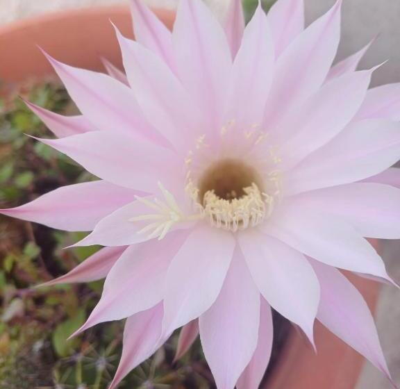 Bed and Breakfast Il Doganiere