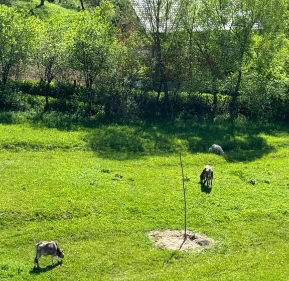 ペンション Evenimente Edelweiss