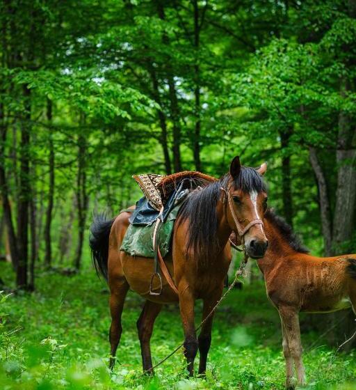 אתר נופש Homeland Motkor