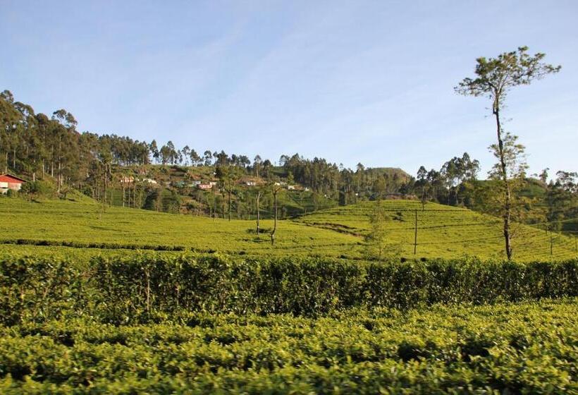 Bed and Breakfast White Home