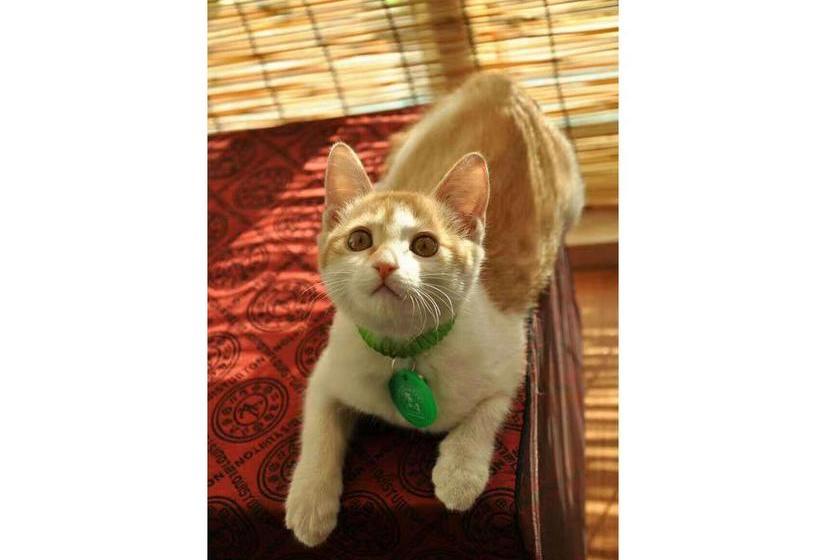 Datong Green Island Youth Hostel