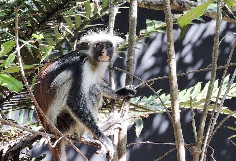 בית מלון כפרי Paje By Night Bungalows