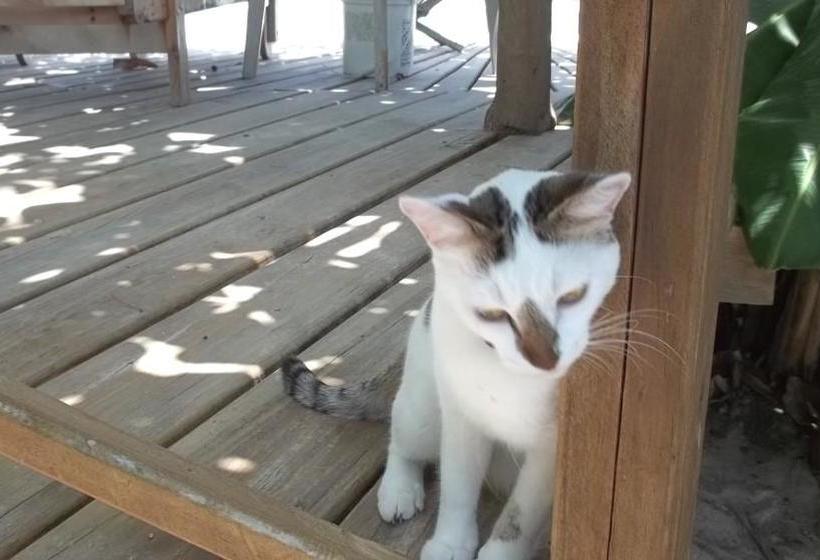 Pedro S Inn Backpackers Hostel