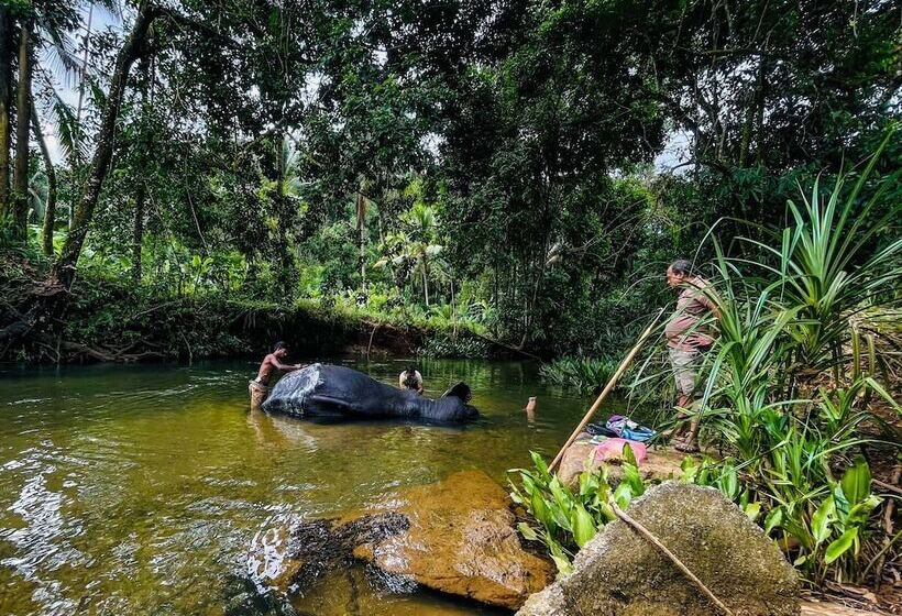 فندق Giants Forest