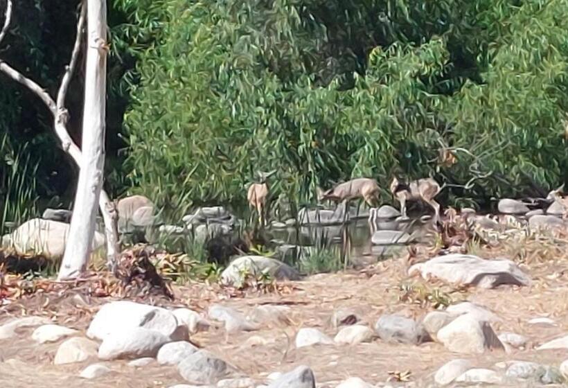 فندق Sequoia River Front Cabins