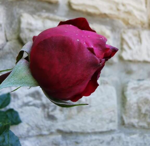 Пансион Le Chalet Des Roses   Auvers Sur Oise