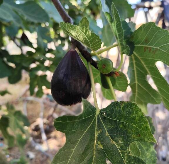 پانسیون Maison D Hôte Traditionnelle