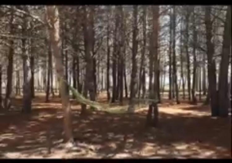 домик в лесу