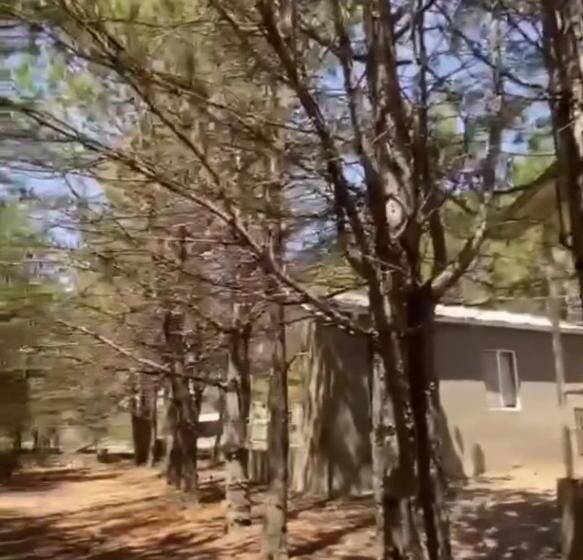 домик в лесу