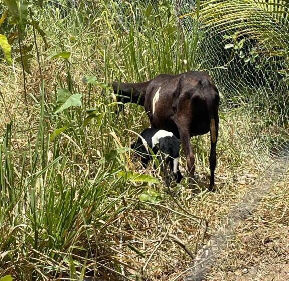 הוסטל Recanto Do Matuto