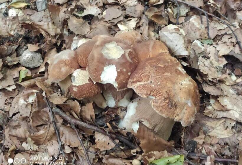 호텔 Agriturismo Acqua Bianca