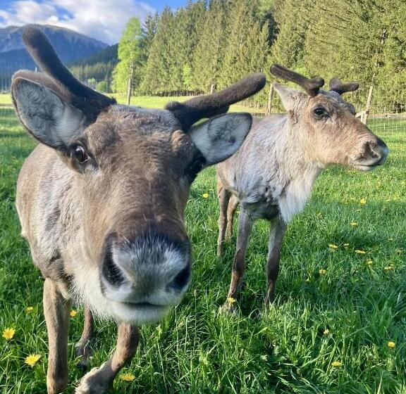 فندق Alpakas, Lamas Und Rentiere Zum Grünen See