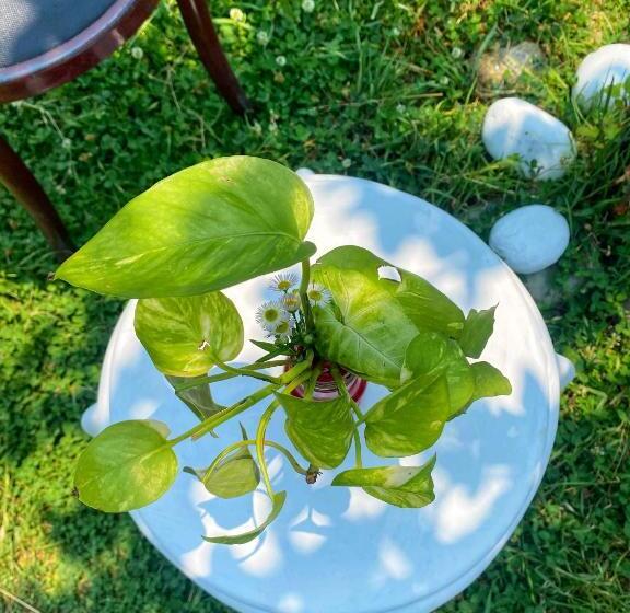 تختخواب و صبحانه Canvas And Coffee