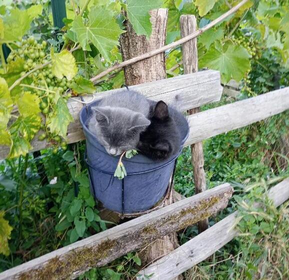 مبيت وإفطار Chambre