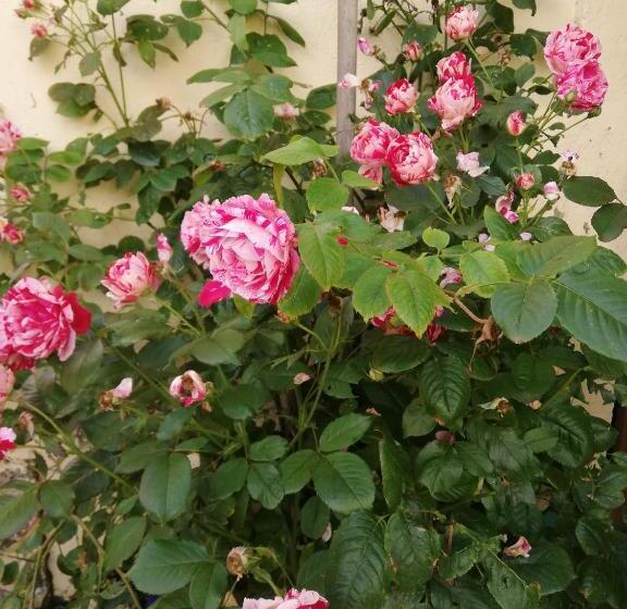 تختخواب و صبحانه Eole