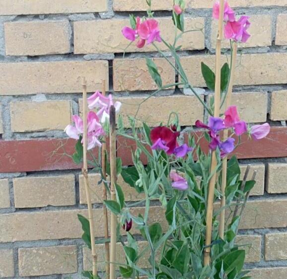 تختخواب و صبحانه Eole