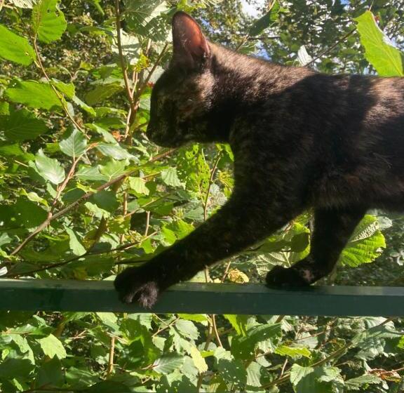 تختخواب و صبحانه Haus Am Alten Berg