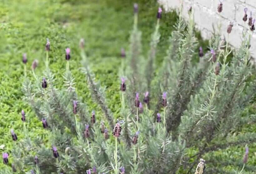 بنسيون Monet Guesthouse