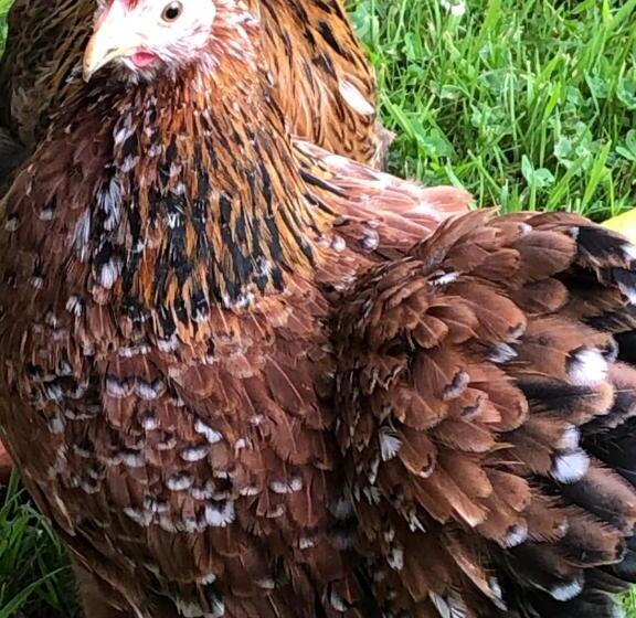 مبيت وإفطار La Thibautière