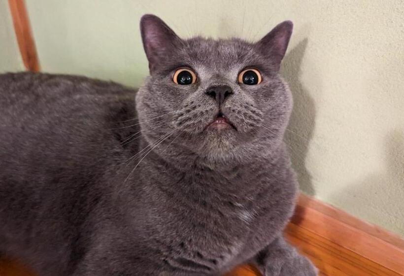 펜션 Guest House Tsugaru No Heccho   Vacation Stay 17915v