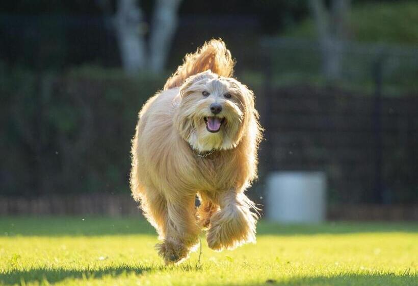 בית מלון כפרי Nanki Shirahama Dog Paradise