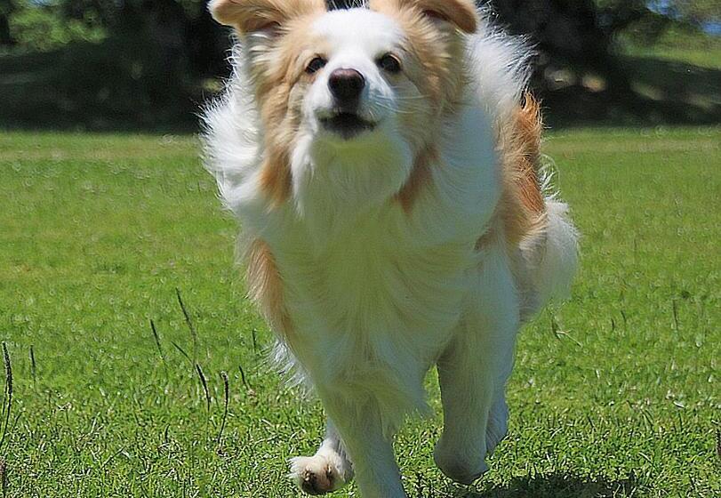 בית מלון כפרי Nanki Shirahama Dog Paradise