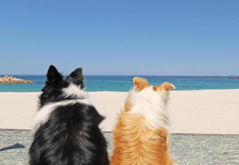 فندق Nanki Shirahama Dog Paradise