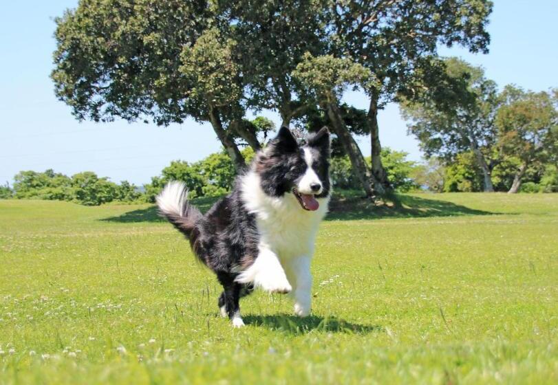 בית מלון כפרי Nanki Shirahama Dog Paradise