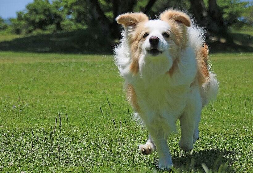 בית מלון כפרי Nanki Shirahama Dog Paradise