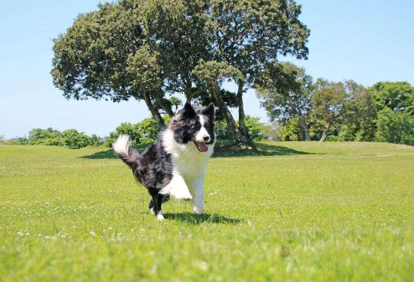 בית מלון כפרי Nanki Shirahama Dog Paradise