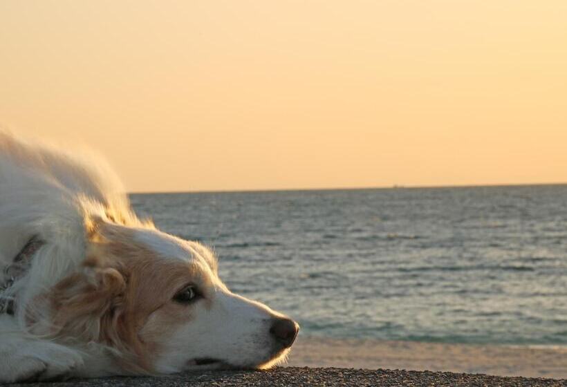 בית מלון כפרי Nanki Shirahama Dog Paradise