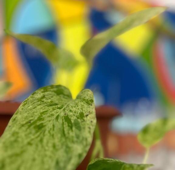 پانسیون Casa Jambo