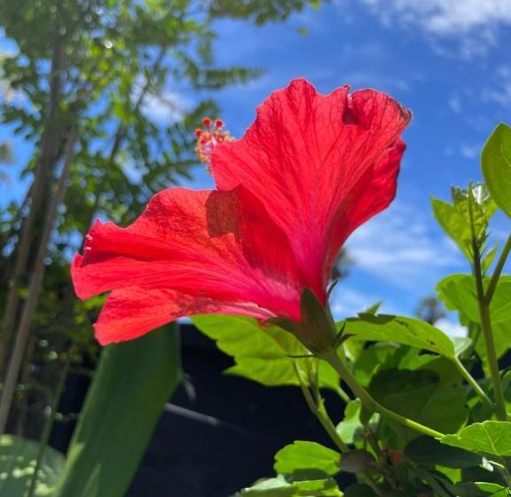 פנסיון Kazemachioyado Ramuya 〜風待ち御宿　来夢や〜