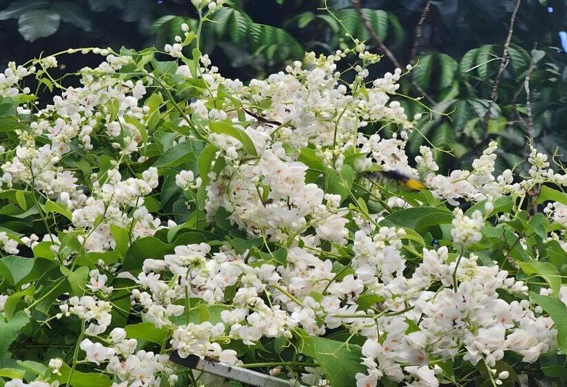 פנסיון Rat Min House