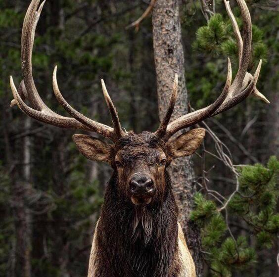 Отель Carbisdale Castle