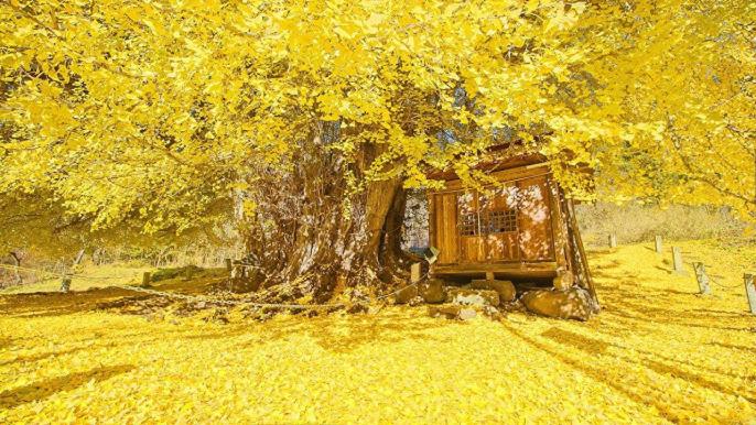 בית מלון כפרי Global Resort Nukui